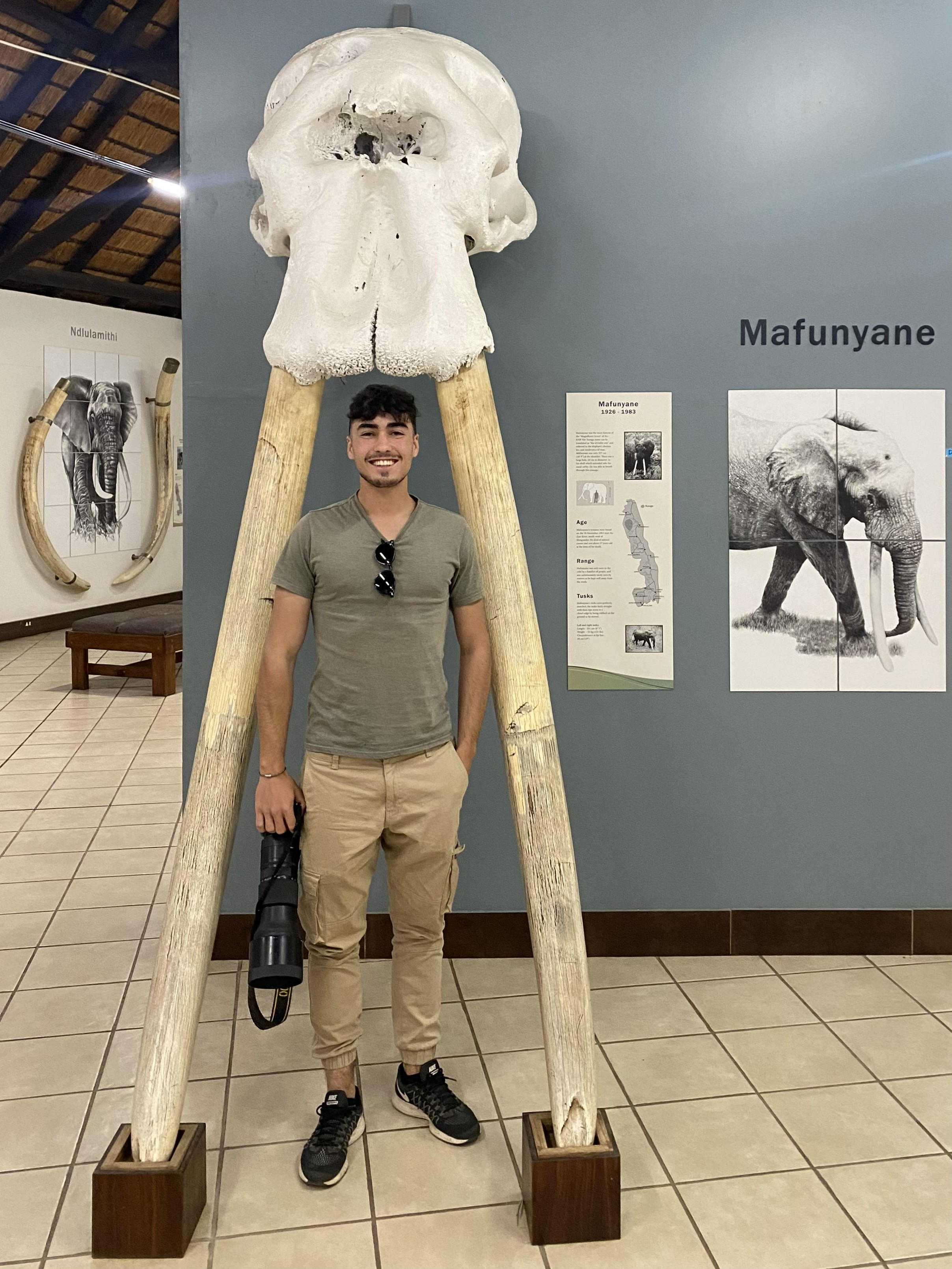 at the Elephant Museum in Letaba Restcamp, Kruger NP